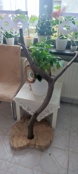 Stojak dla papug