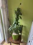 Drzewko cytrynowe sprzedam pilnie