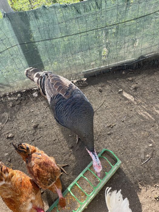 Peru macho para despachar