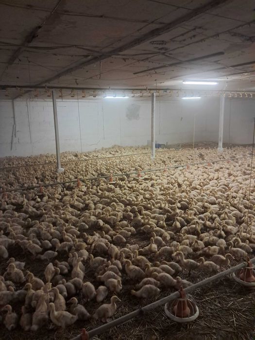 Kury kaczki gesi perliczki