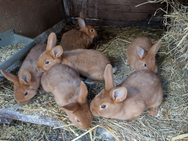 NC Nowozelandzki Czerwony młode króliki