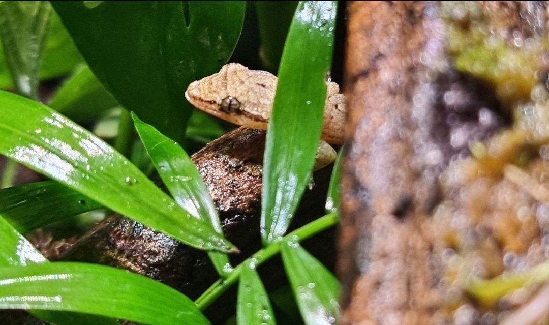 Lepidodactylus lugubris gekon płaczący czik czik młode