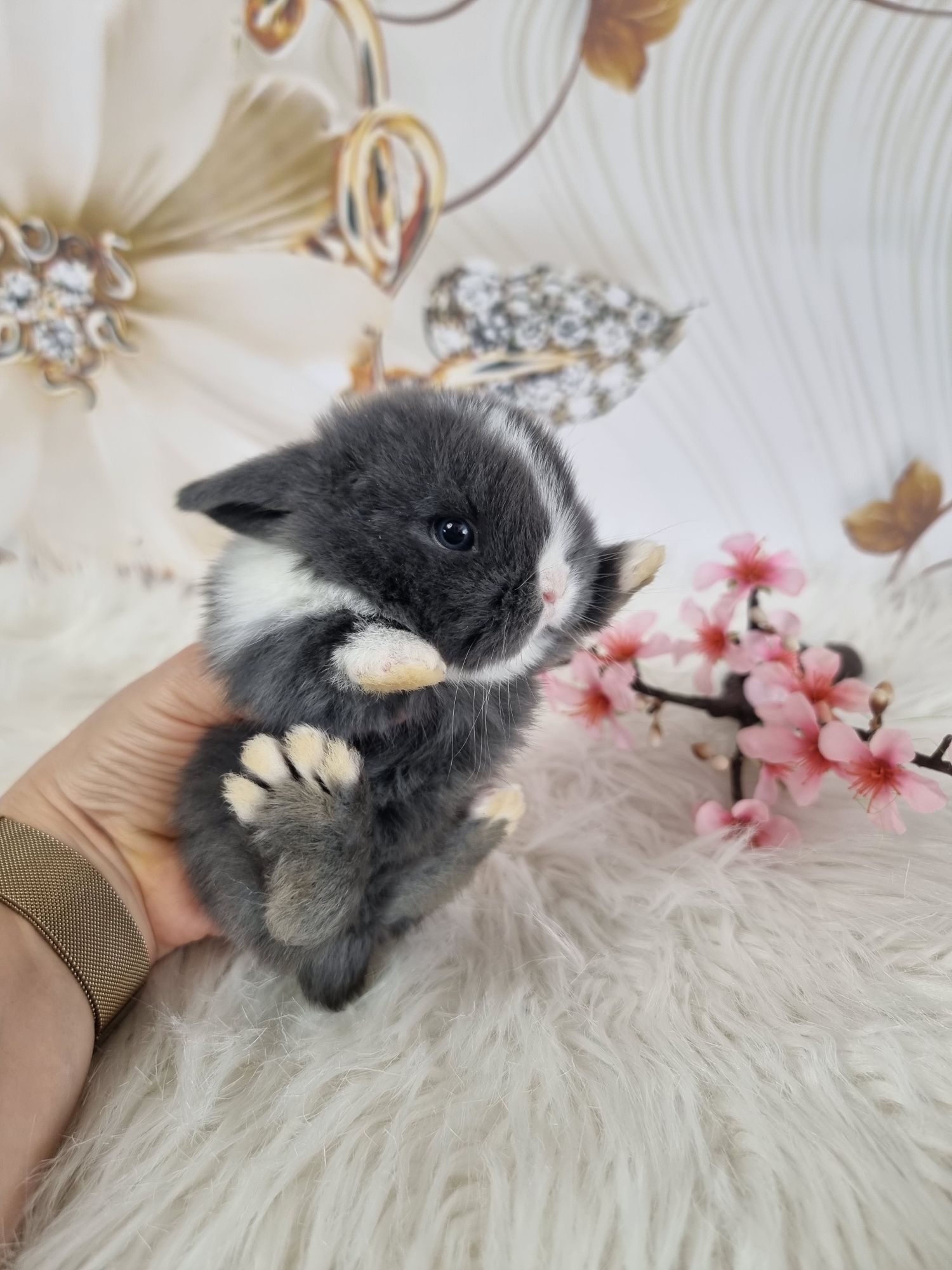 Karzełki Teddy I Mini Lop renomowana  hodowla