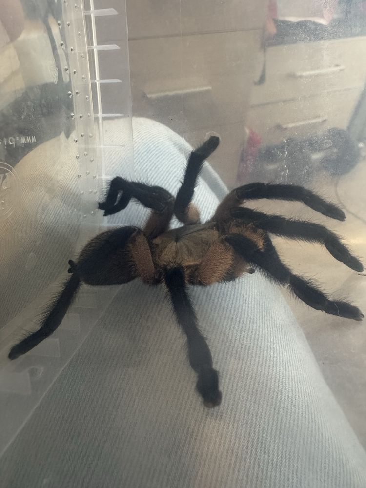 Monocentropus balfouri + pojemnik