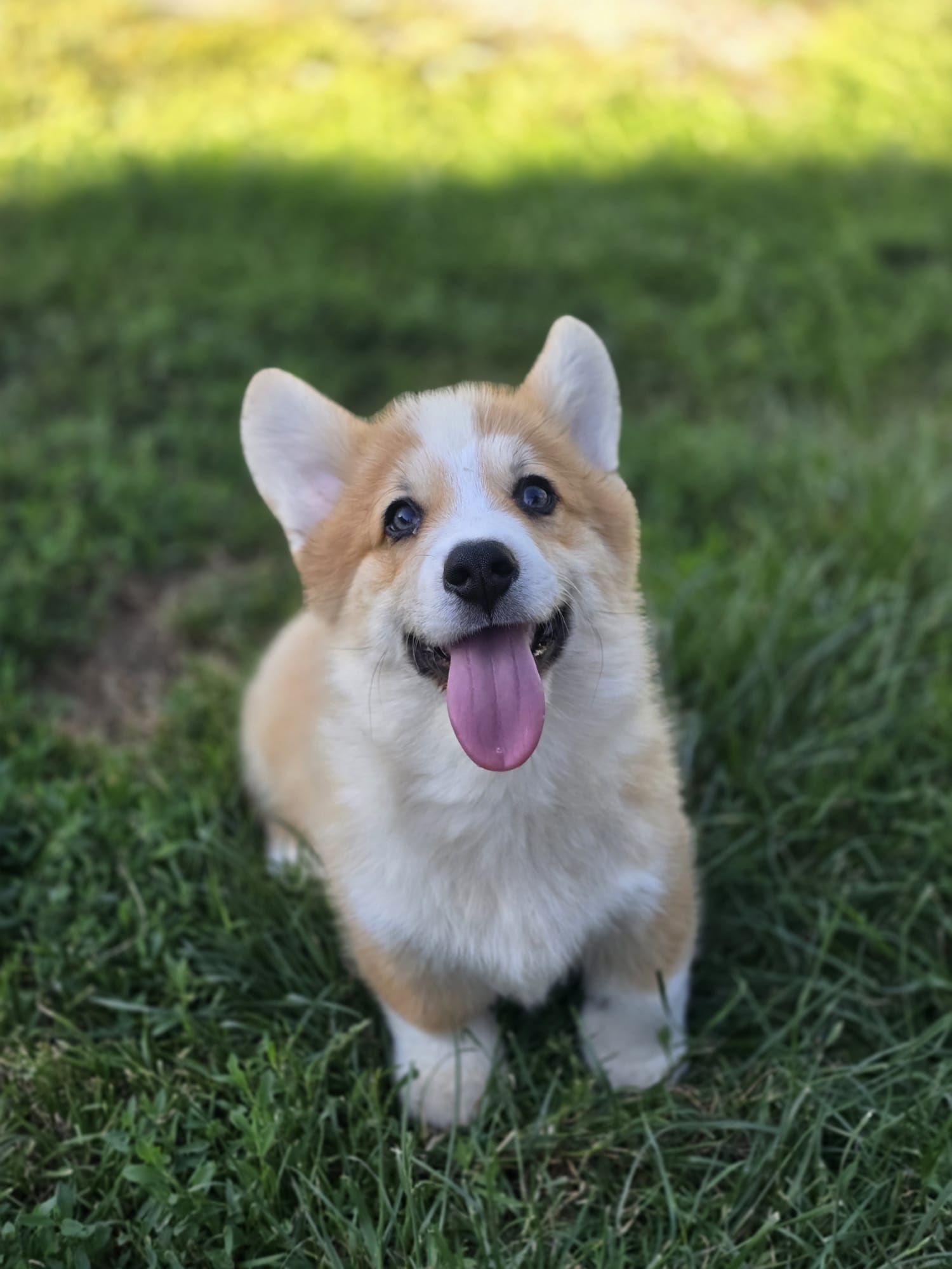 Welsh Corgi Pembroke piesek szczeniak do odbioru gotowy