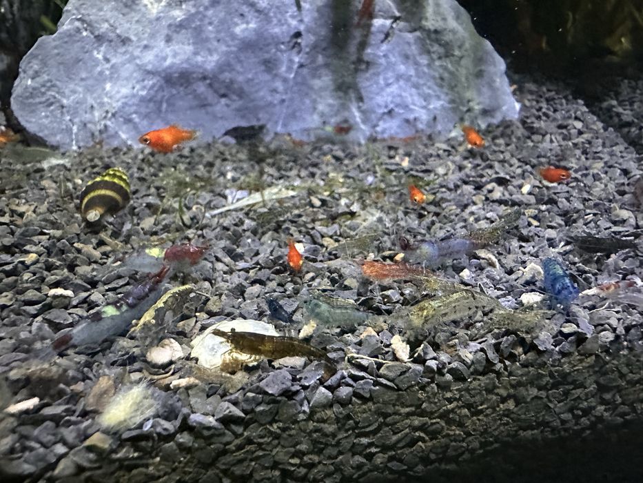 Neocaridinas Mix cores nao puras