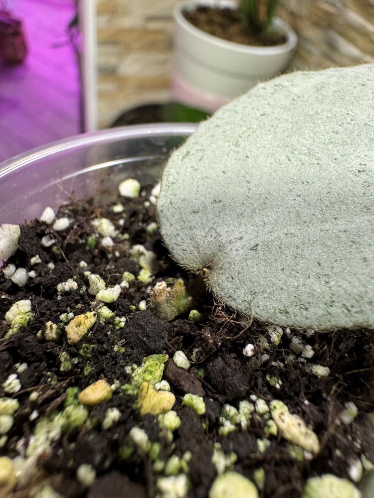 Хойя Hoya Caudata Argene.