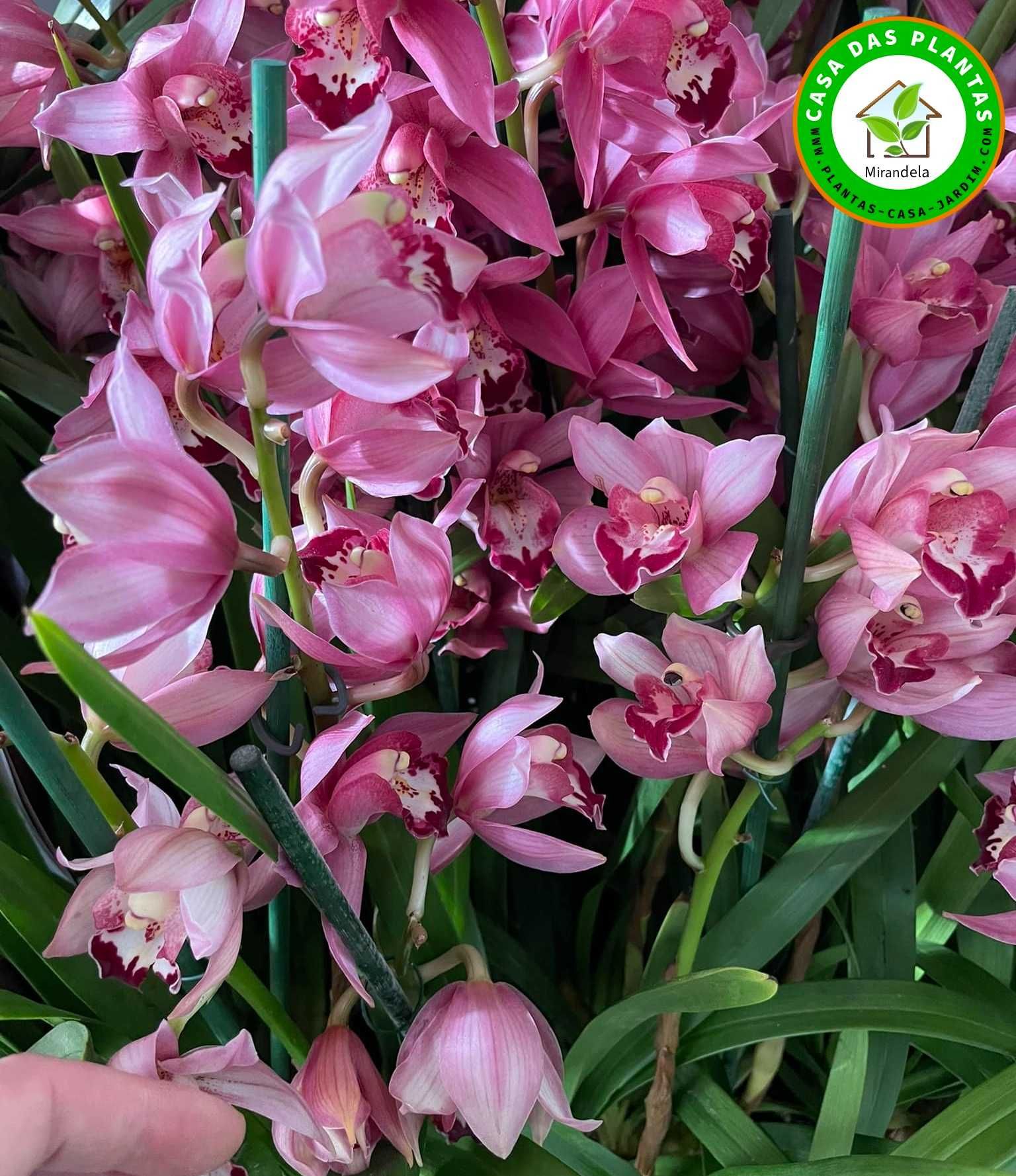 Orquídeas de exterior Cymbidium várias cores