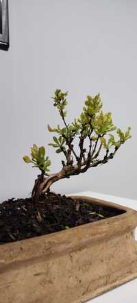 Berberys bonsai prebonsai