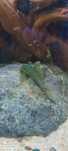 Vendo L200 Green Phantom Pleco