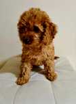 MALTIPOO ** maltipoo ** Hybryda ( Maltańczyk & Pudel Toy) **Suczka