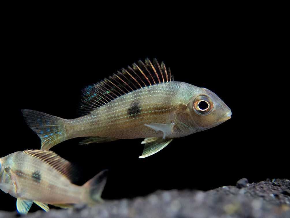 Ziemiojad Rio Gurupi - Geophagus - ODŁÓW - WF - dowóz, wysyłka