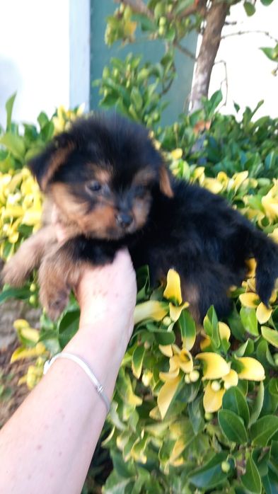 Yorkshire terrier macho pequeno