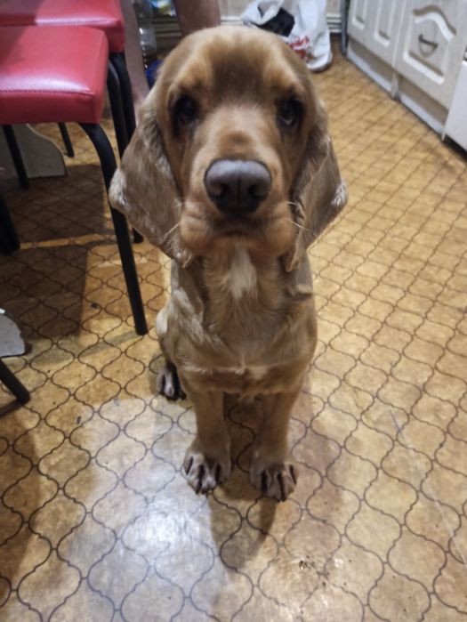 Вязка английского спаниеля