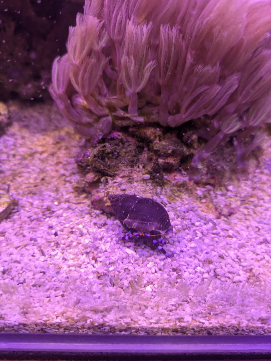 Krab pustelnik niebieskonogi