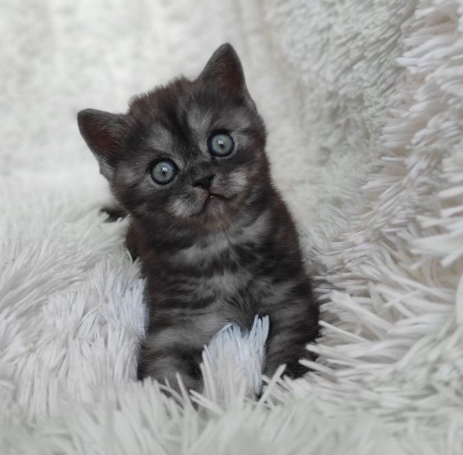 Великолепные котята