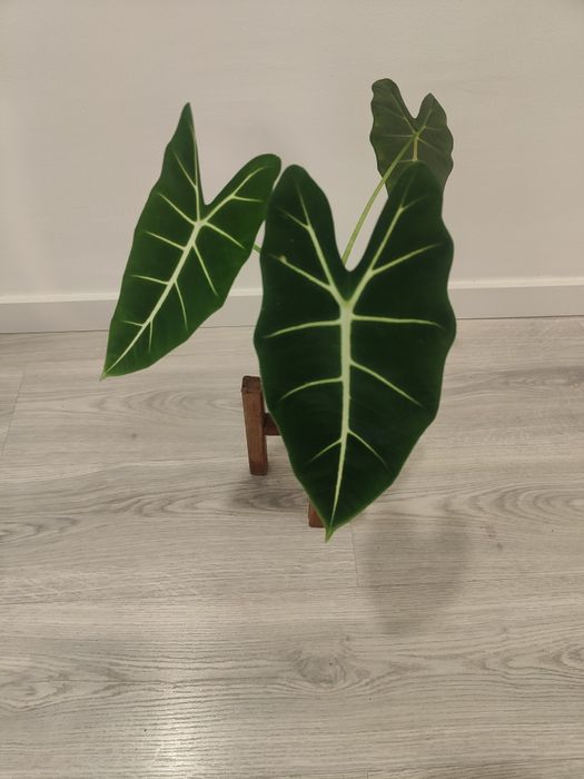 Alocasia frideck // planta interior
