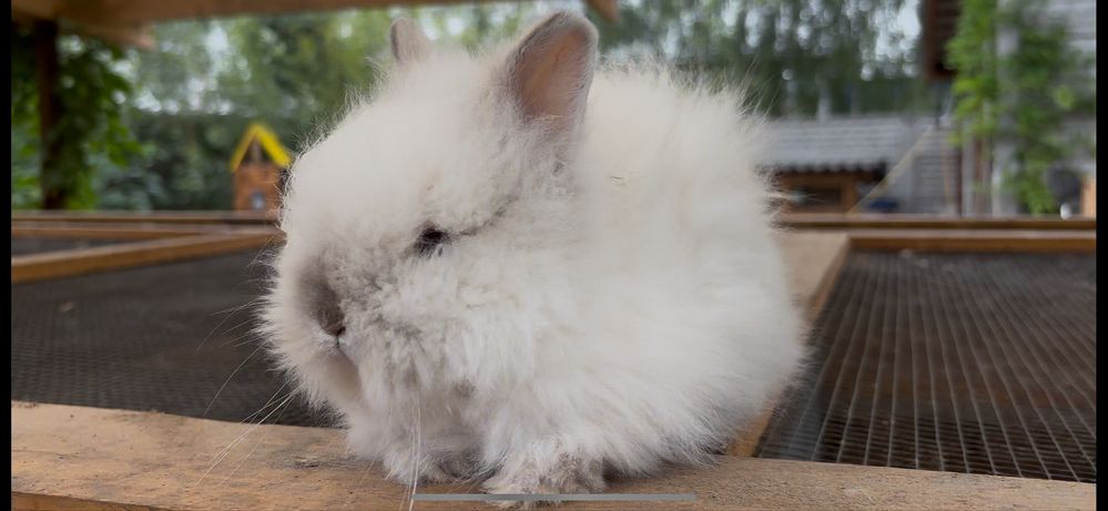 piekne króliki karzełki TEDDY