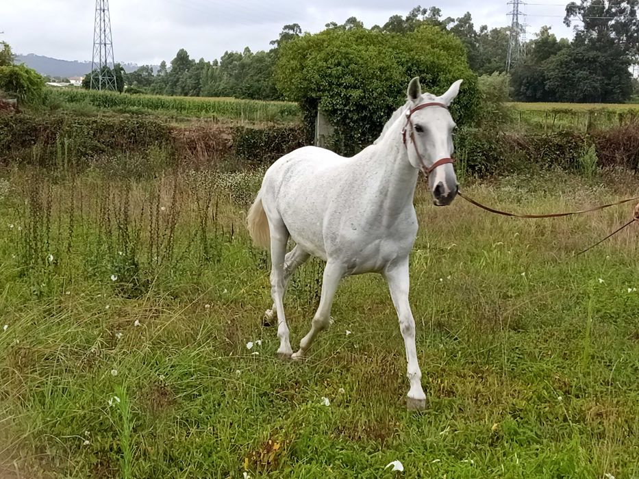 Égua Lusitana Reprodutora