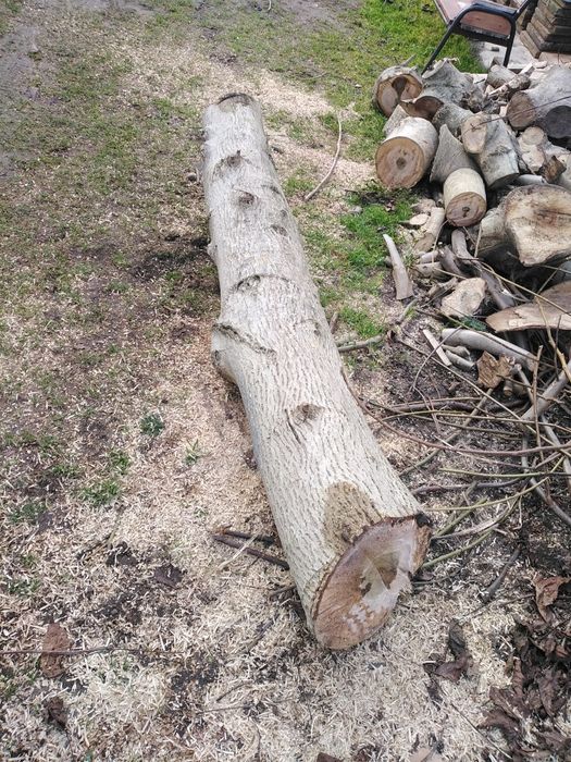 Drzewo orzech 2 pnie