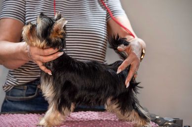 Yorkshire Terrier piękna suczka Związek Kynologiczny w Polsce