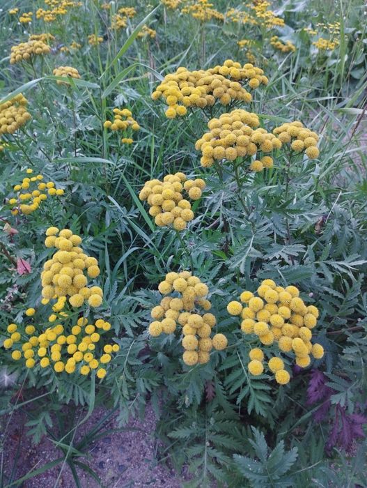 Wrotycz sadzonki i susz