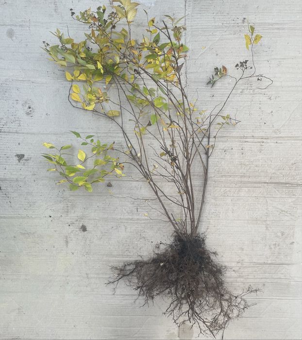 Спірея низькоросла рожева