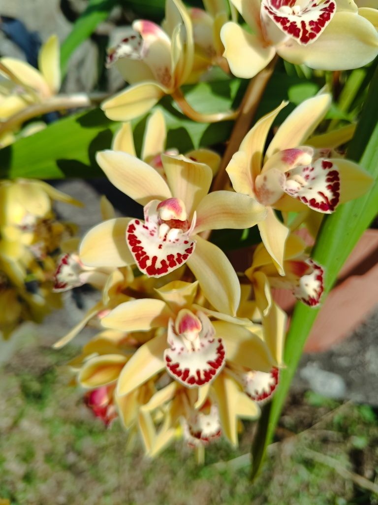 Orquídea em vazo com flor
