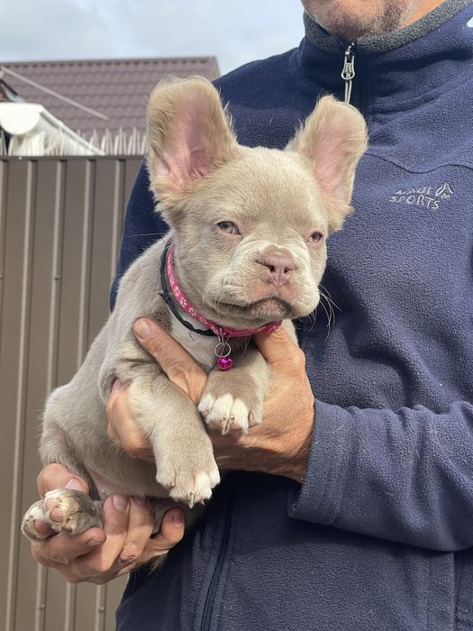 Флаффи Ньюшейд Изабелла француженка