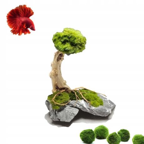 Aranżacja do Akwarium - Aranżacja Bonsai-20x19x13cm -Pokryta gałęzatką