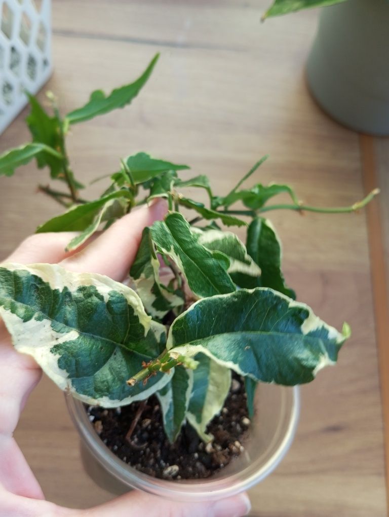 Ficus radicans variegata sagittata