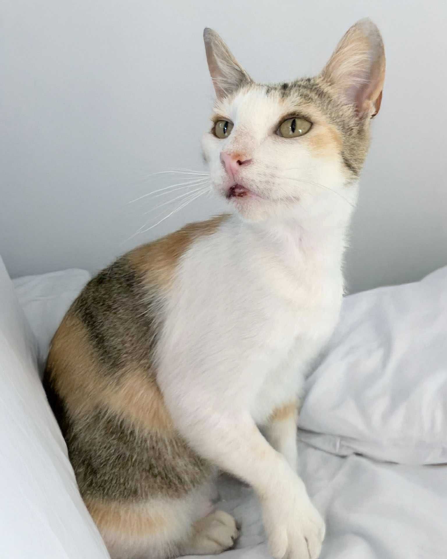 Setúbal / Margem Sul / Lisboa — LEOPOLDINA, gatinha para adoção