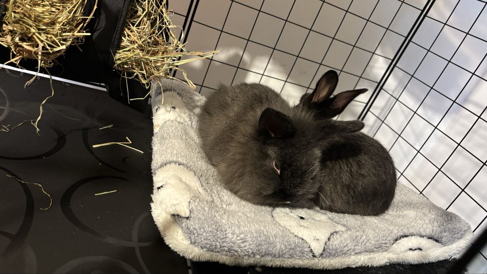 Króliczki karzełki szukają domku