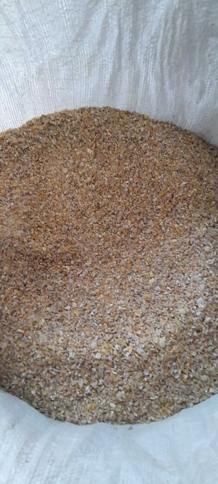 Kruszone ziarna DAN-UTA