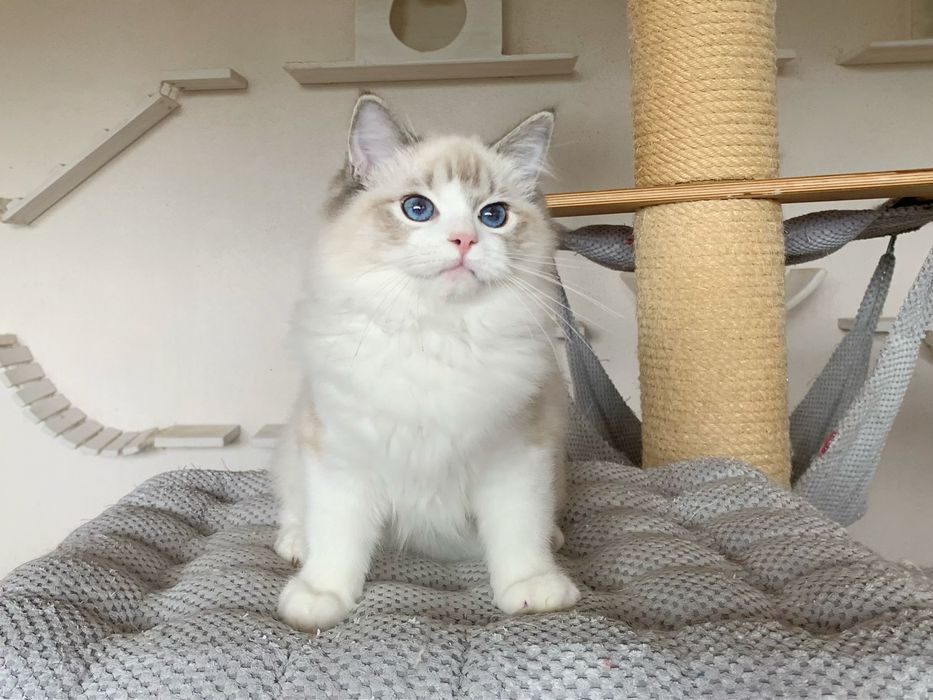Kochany kocurek Ragdoll TEO z rodowodem FIFE