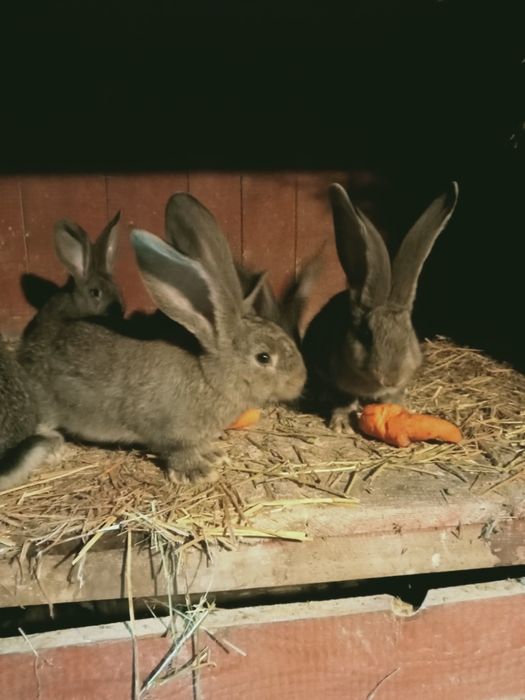 Olbrzymy belgijskie szary