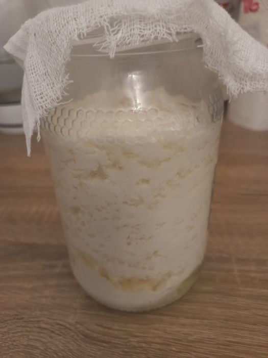 Grzybek tybetański kefirowy