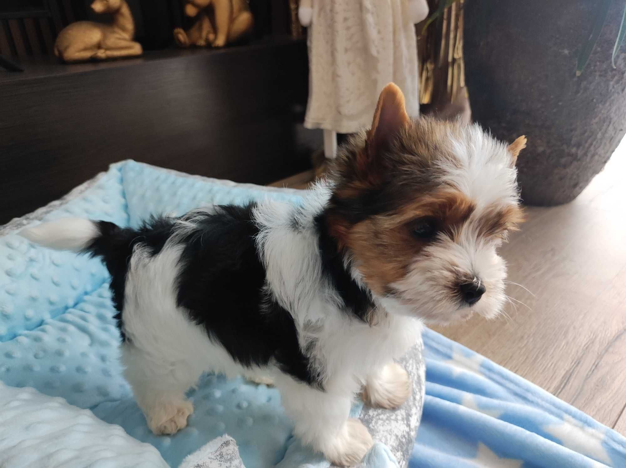 Yorkshire terrier