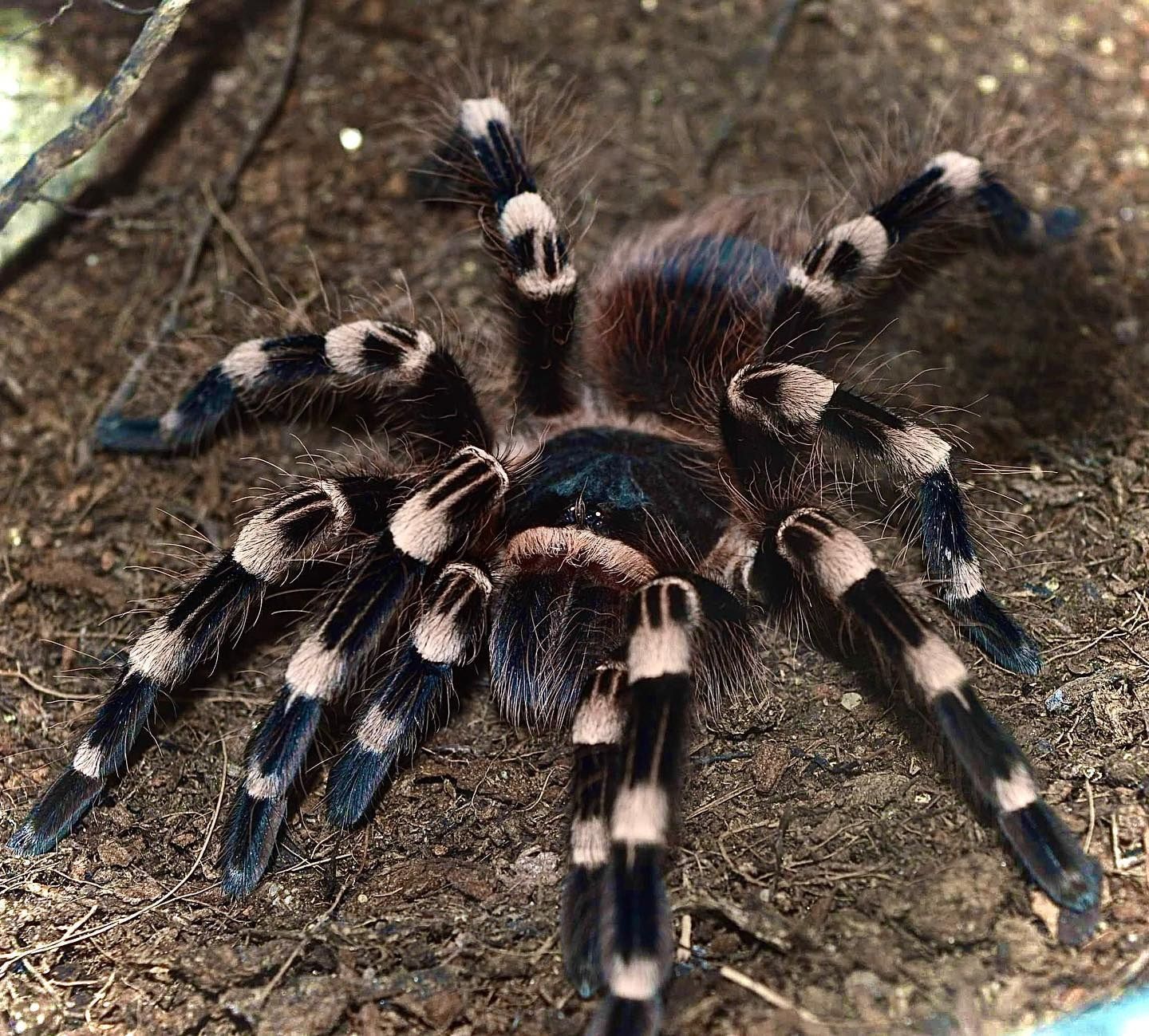 Птахоїд Справжній Павук Acanthoscurria geniculata