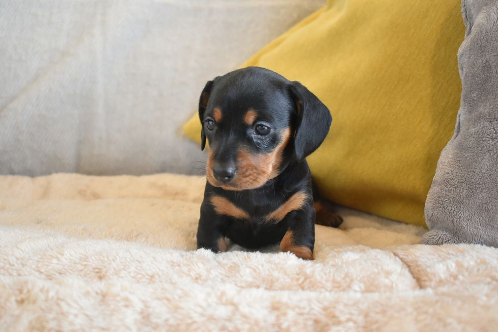 Teckel fêmea disponível