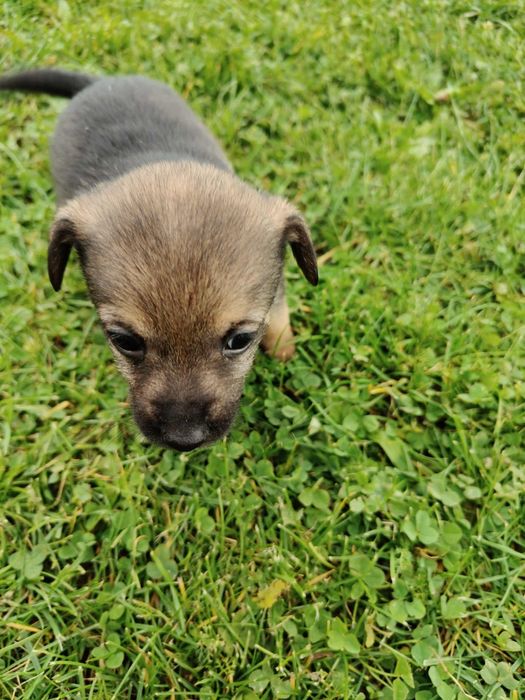 Oddam pieski w dobre ręce