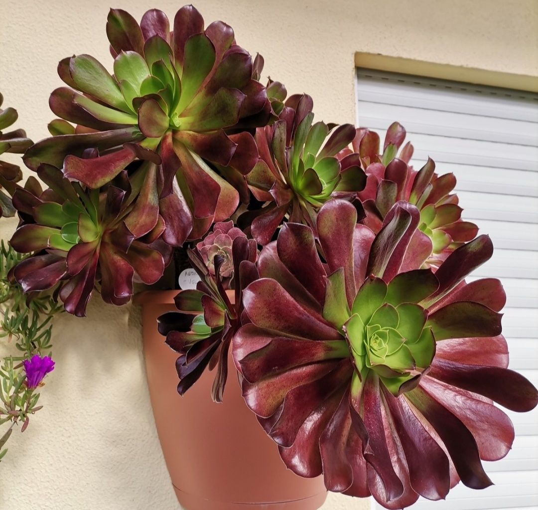 Aeonium Velour, 2 ramos sem raiz, 25-30cms