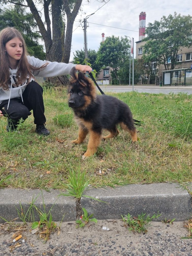 Owczarek Niemiecki Długo włosy Fci