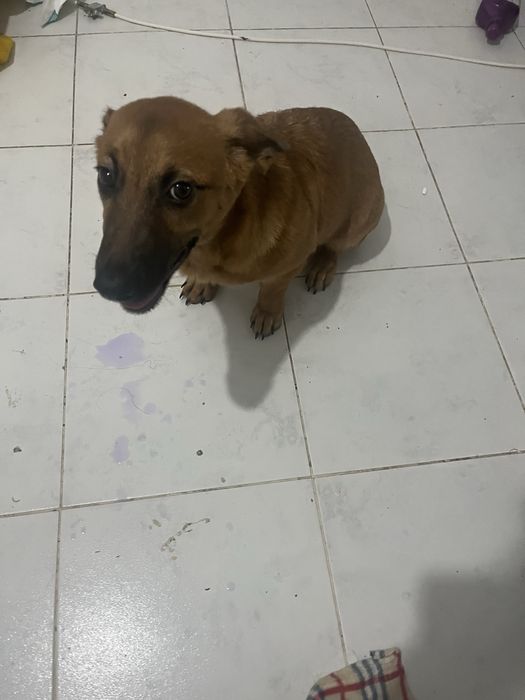 Cadela com 5 meses para adoçao