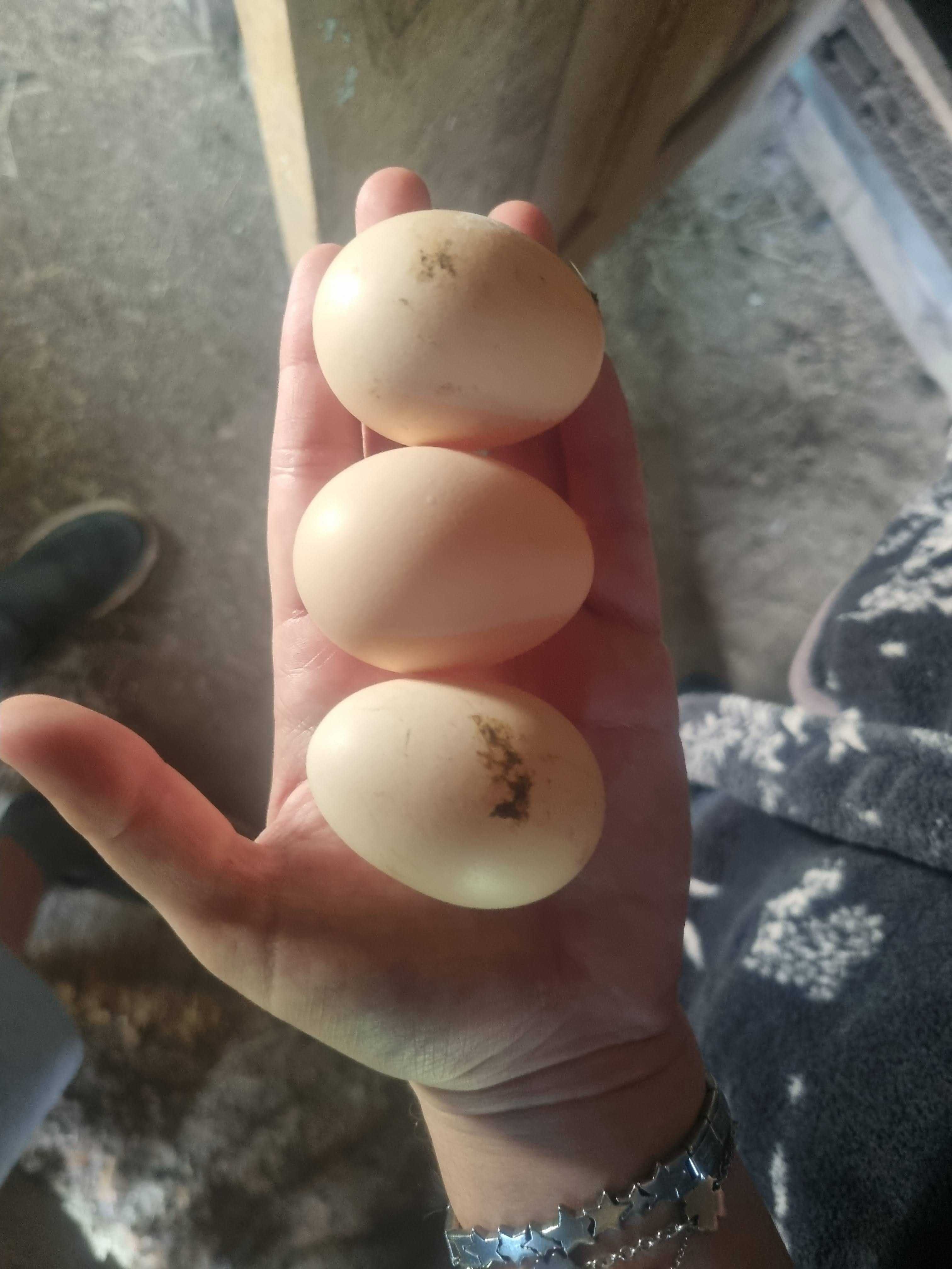 Vendo ovos galados de Sedosa do Japão branca