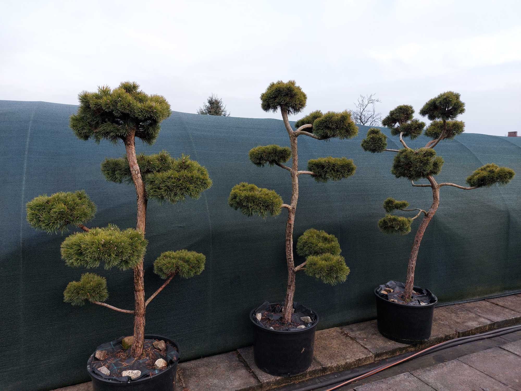 Niwaki, bonsai, sosna szczepiona nie wymagająca formowania!