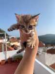 Gatinhos para Adoção