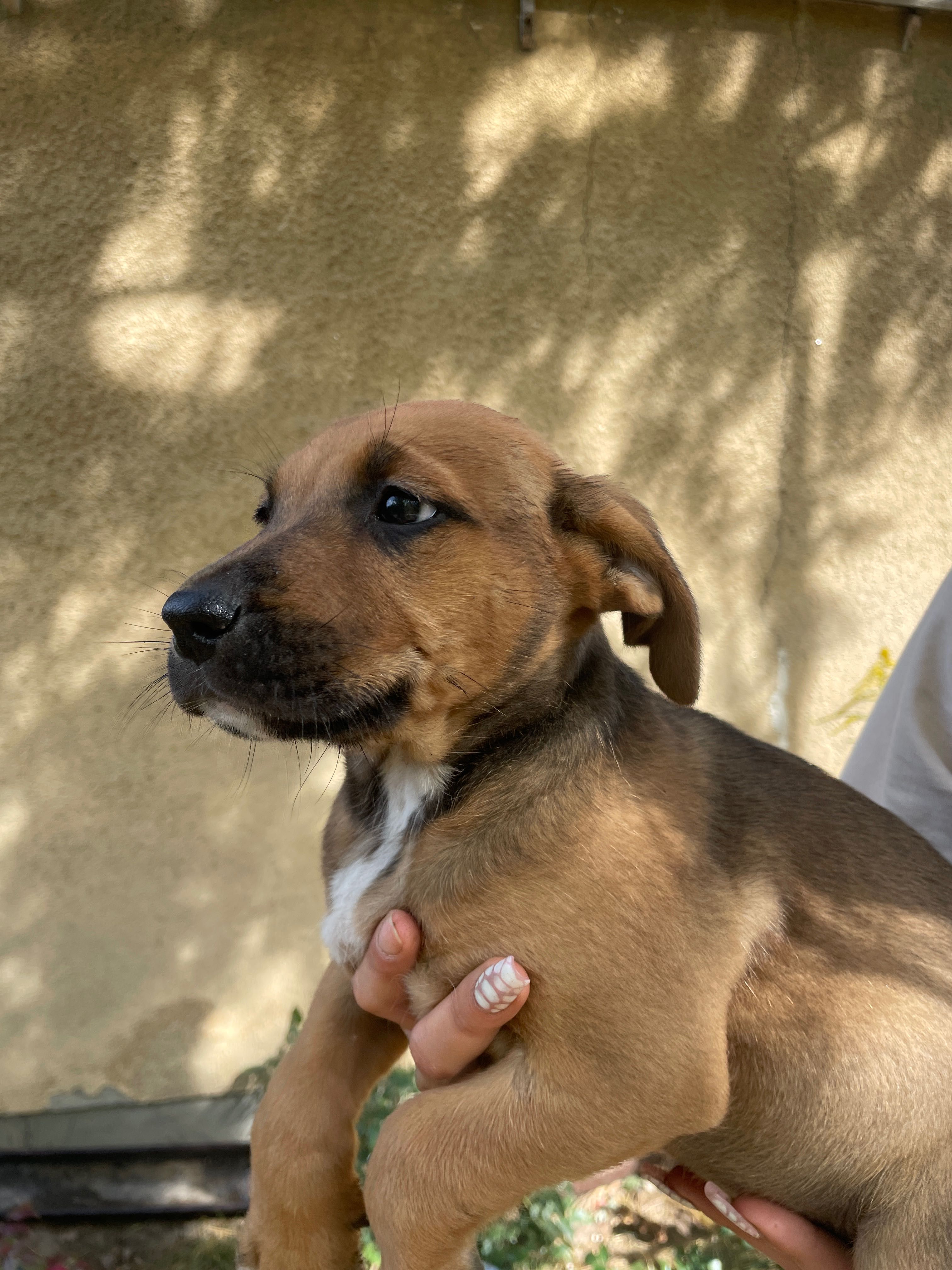 Szczeniaki po mamie amstaff