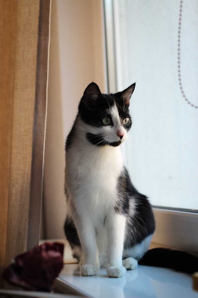 Natalka i Martynka - kotki, kicie, koty do adopcji
