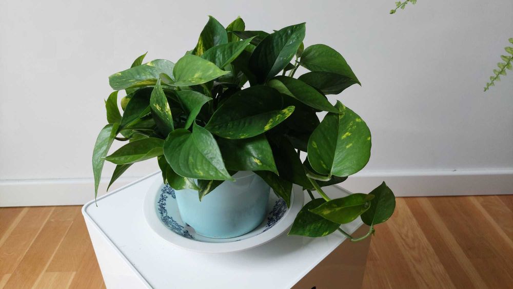 DUET Maranta i Epipremnum